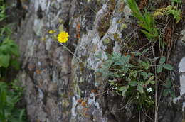 Image of Potentilla nervosa Juz.