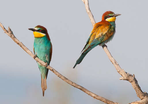 Image of bee-eater, european bee-eater