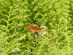 Image of Atlantis Fritillary