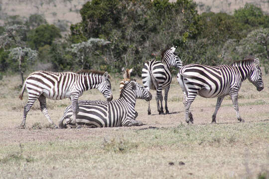 Image of zebra