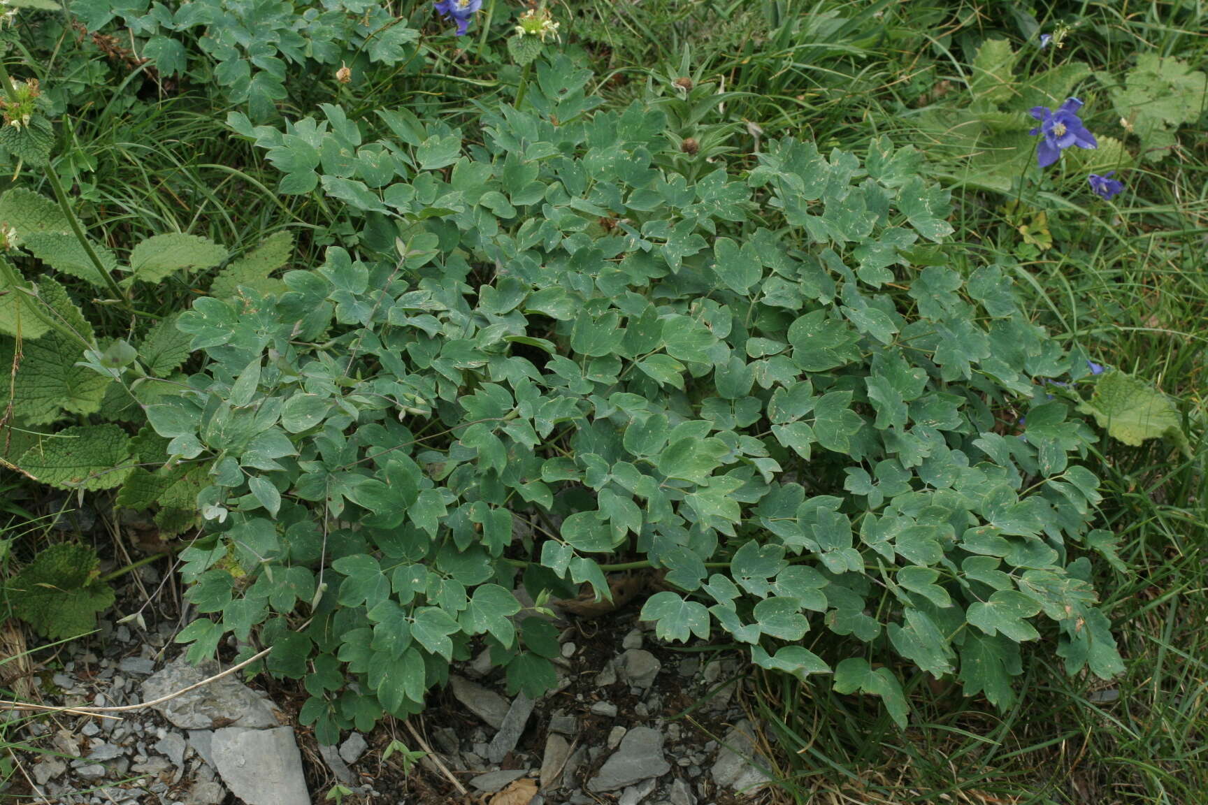 Image of Thalictrum macrocarpum Gren.