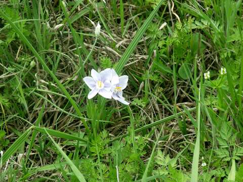 Image of Prairie pleatleaf