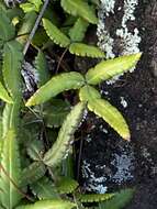 Image of Doryopteris triphylla (Lam.) Christ