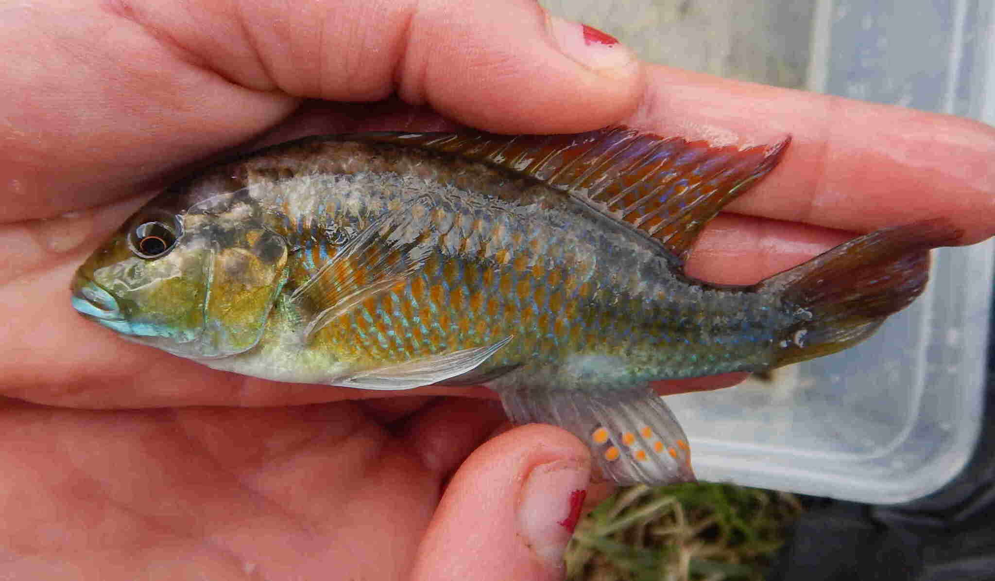 Image of Eastern River Bream