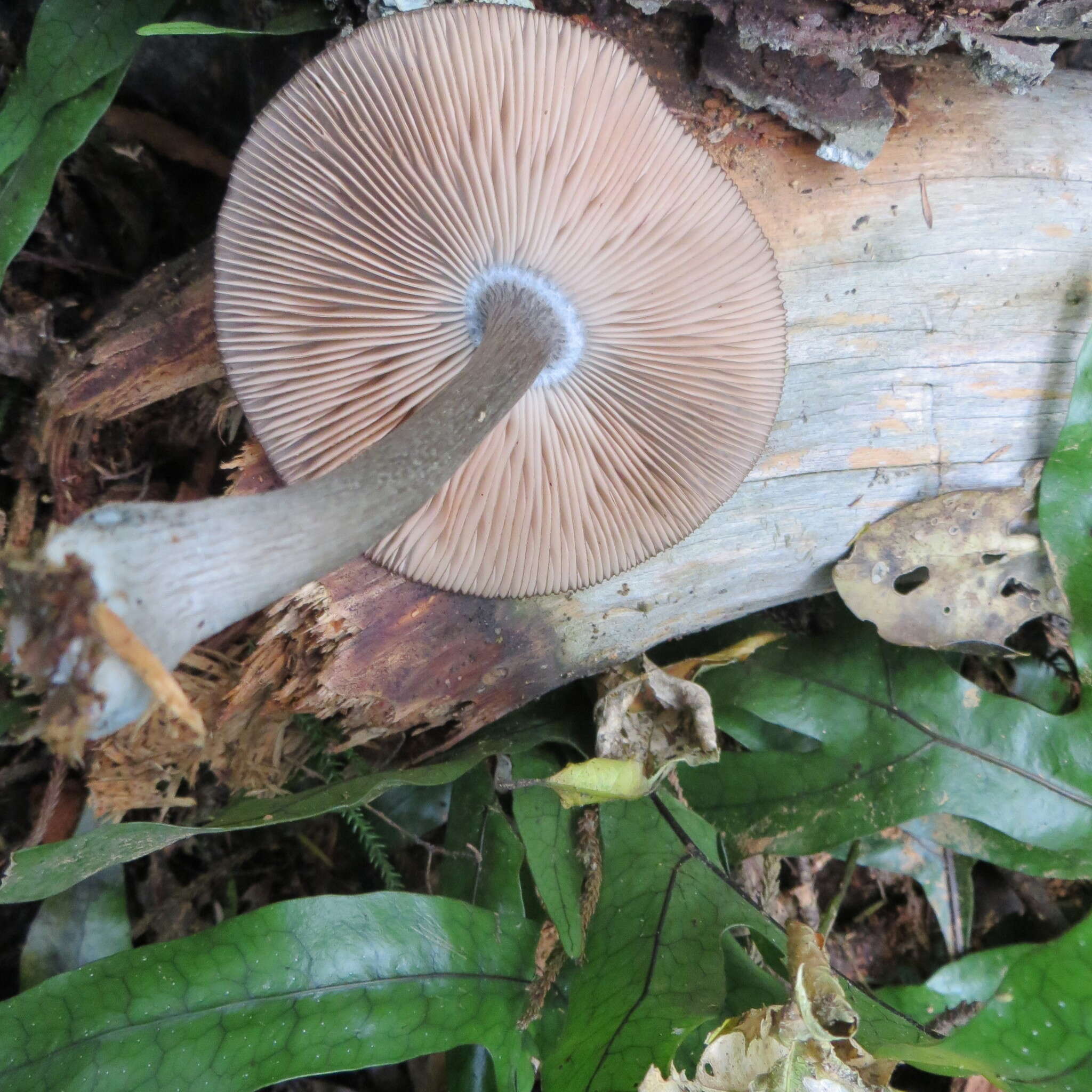 Image of Pluteus velutinornatus G. Stev. 1962