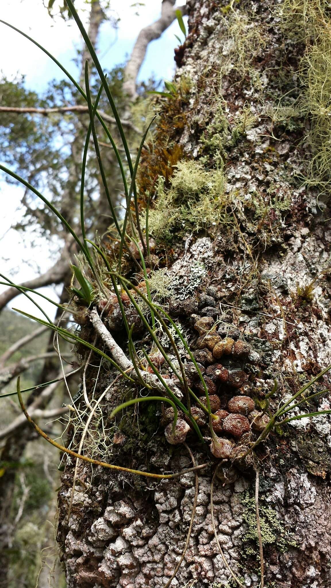 Image of Bulbophyllum leandrianum H. Perrier