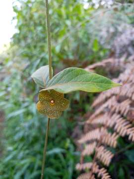 Image of Matelea lanceolata (Decne.) R. E. Woodson