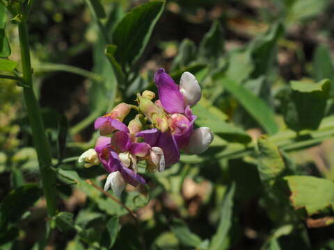 Image of Lathyrus incurvus (Roth) Willd.