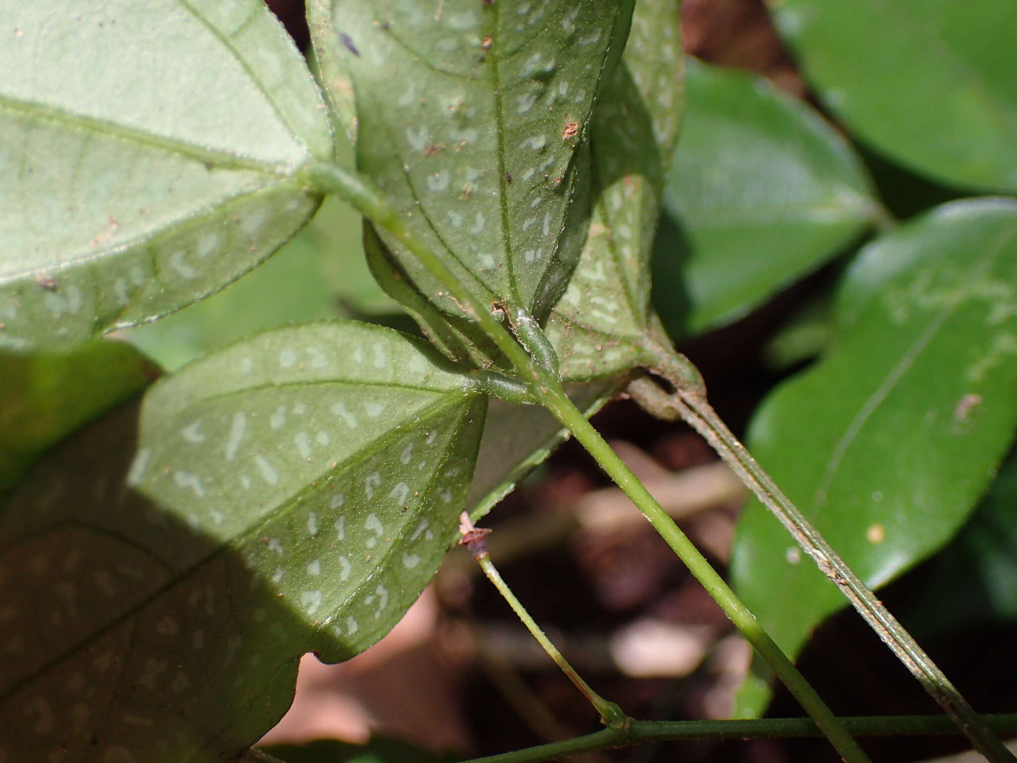 Plancia ëd Hylodesmum leptopus (Benth.) H. Ohashi & R. R. Mill