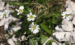 Слика од Achillea oxyloba (DC.) Sch. Bip.