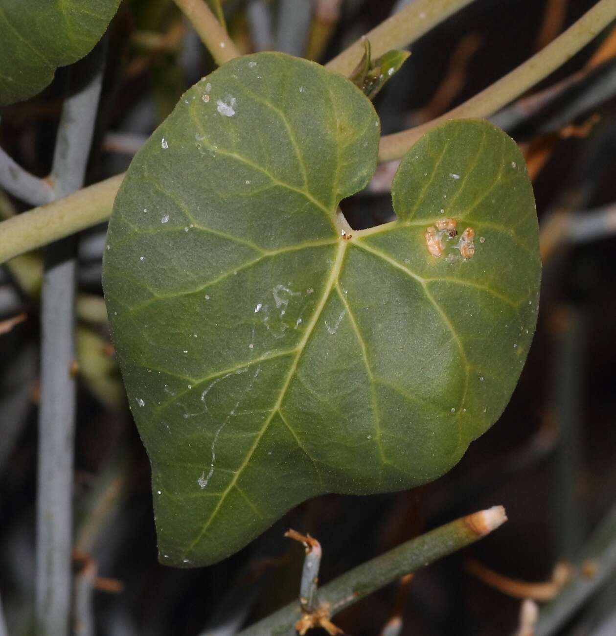 Pergularia daemia subsp. garipensis (E. Mey.) Goyder resmi