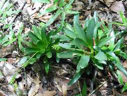 Image de Catopsis nitida (Hook.) Griseb.