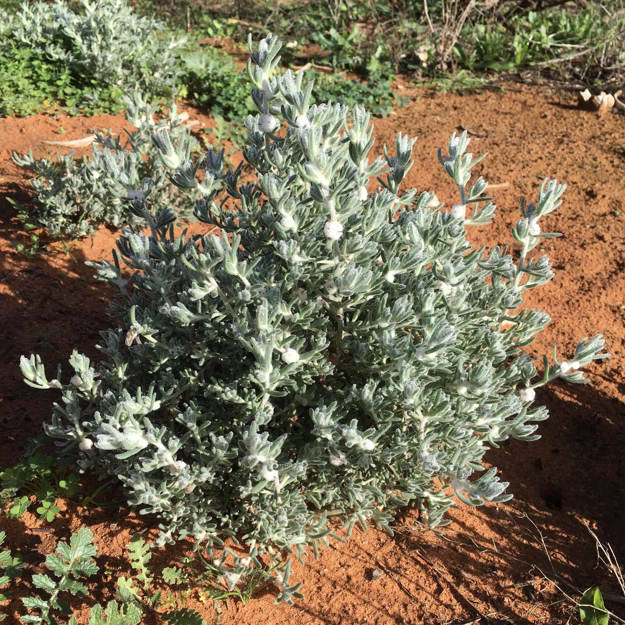 Image of bur-saltbush