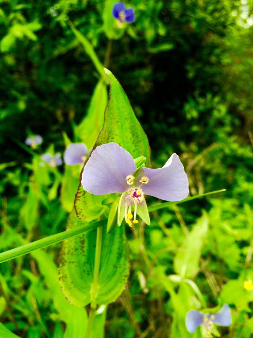 Image de Tinantia anomala (Torr.) C. B. Clarke