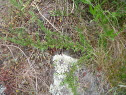 Image of Cotoneaster integrifolius (Roxb.) Klotz