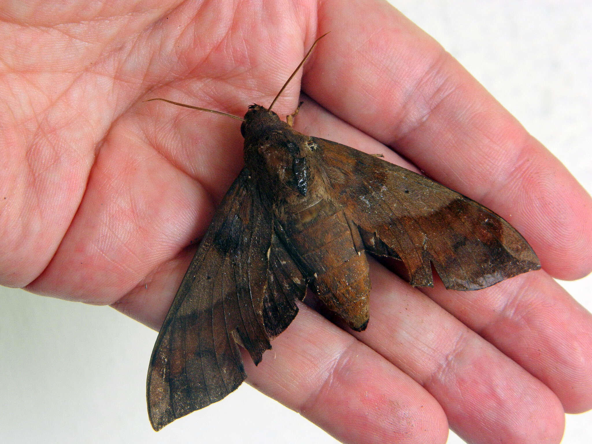 Image of Pachylia syces insularis Rothschild & Jordan 1903