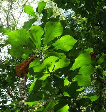 Image of pyramid magnolia