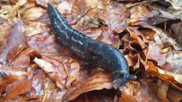 Image of ash-black slug