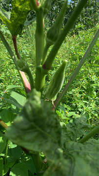 Image of okra