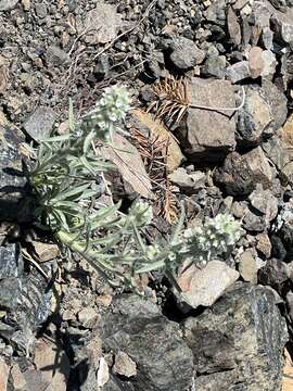 Image of Thompson's cryptantha