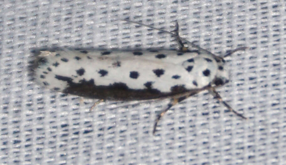 Image of Ethmia hagenella Chambers 1878