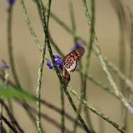 Image of Acraea cepheus Linnaeus 1758