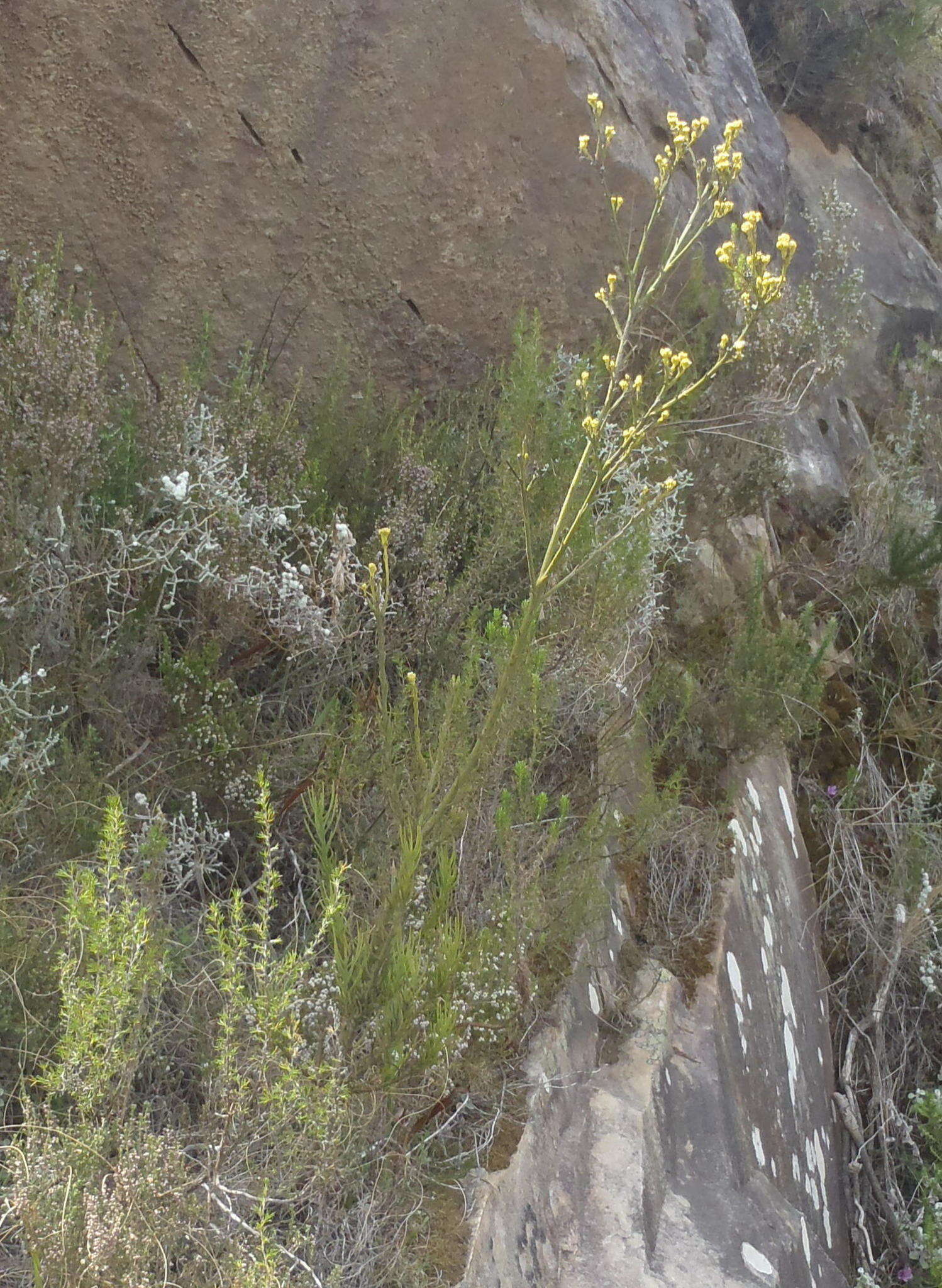 Image of Thesium umbelliferum A. W. Hill