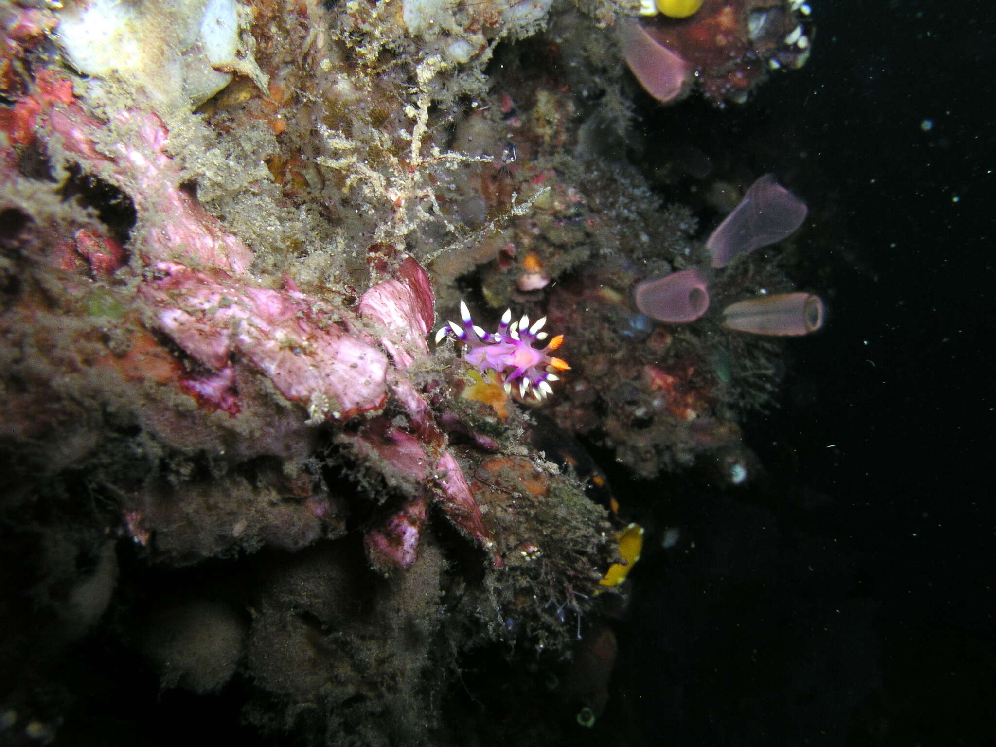 Image of Whitetip purple cerrata pink slug