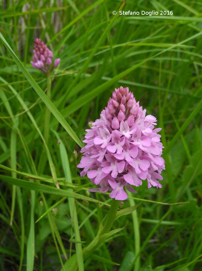 صورة Anacamptis pyramidalis (L.) Rich.