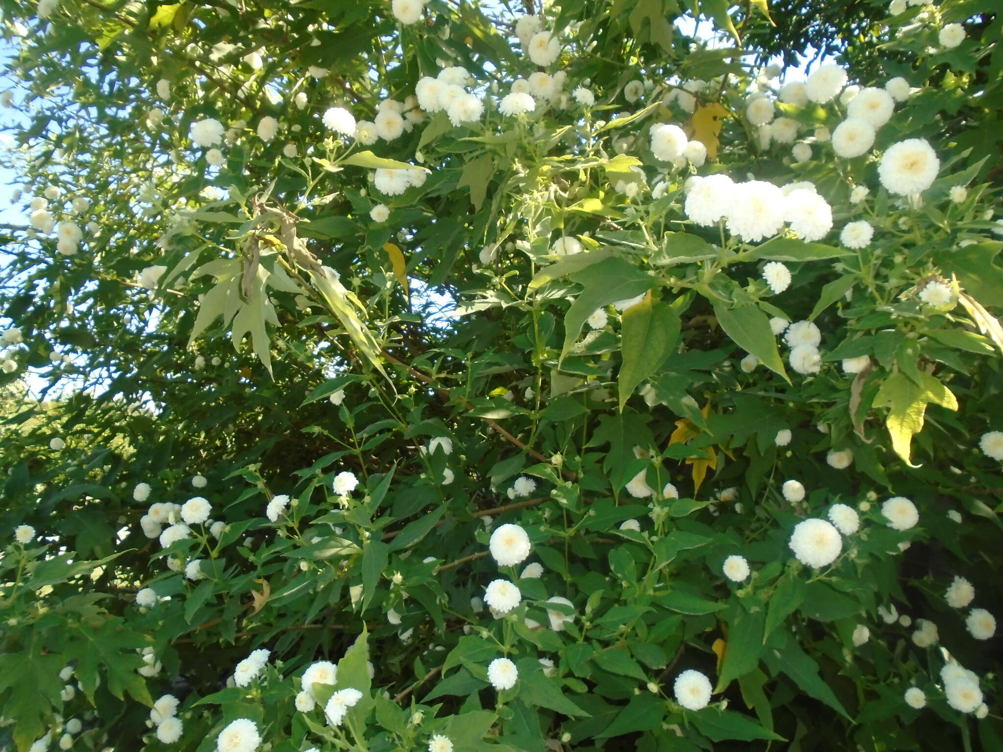 Image of Montanoa grandiflora (DC.) Hemsl.