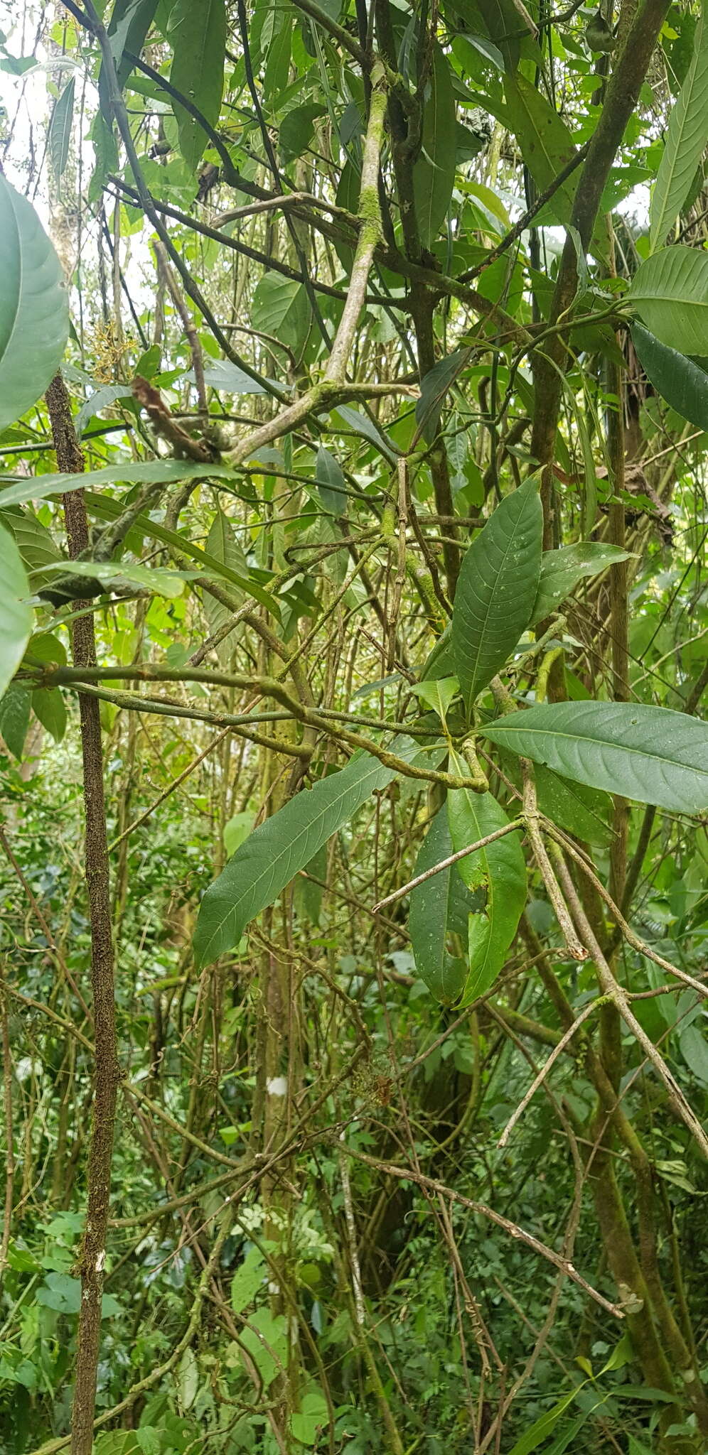 Image de Palicourea padifolia (Willd. ex Schult.) C. M. Taylor & Lorence