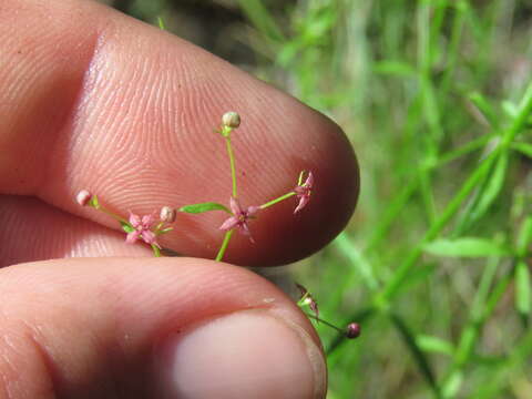 Plancia ëd Galium wrightii A. Gray