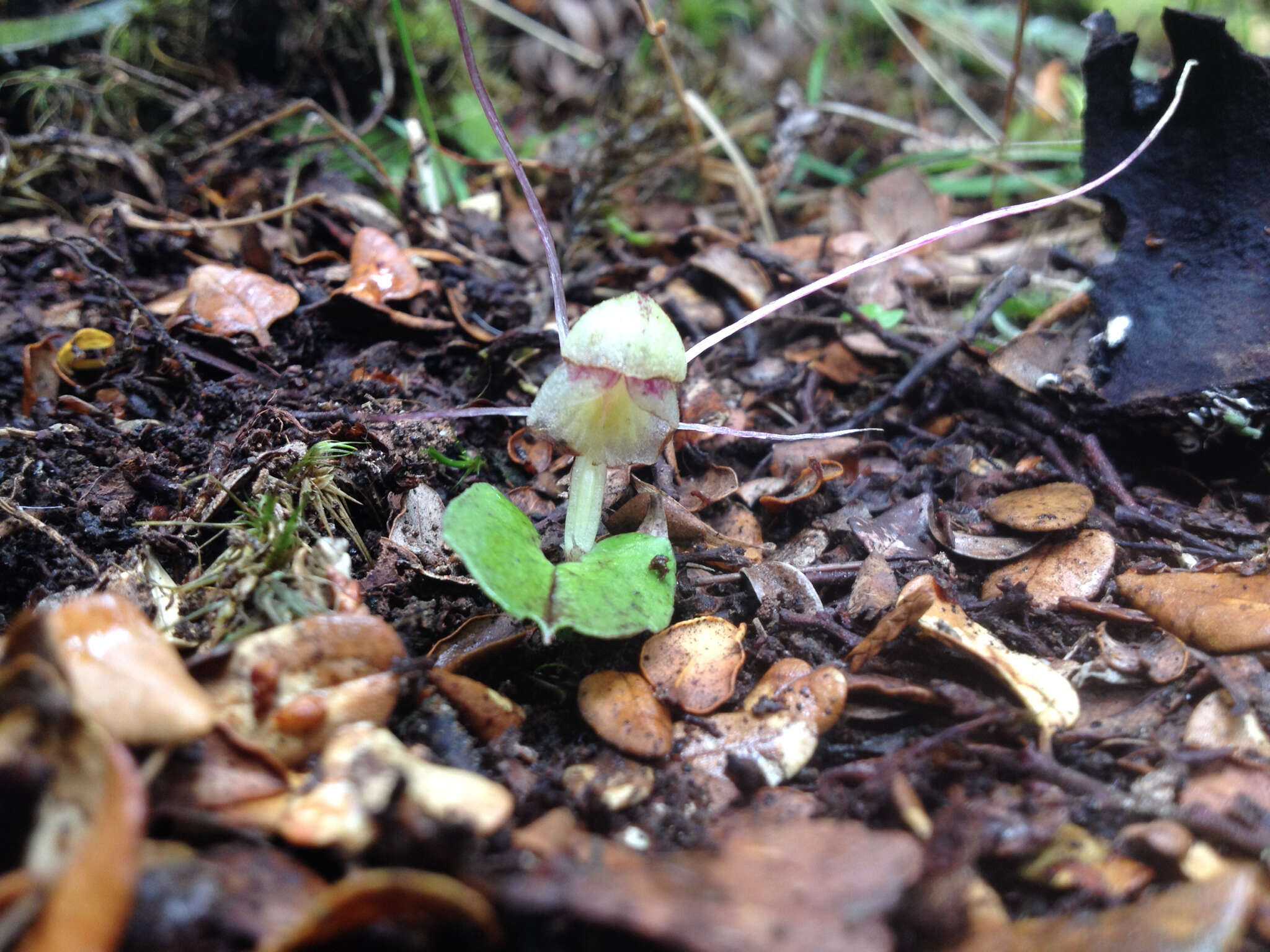 Image of Zeller's spider orchid