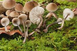 Image of Mycena algeriensis Maire 1938