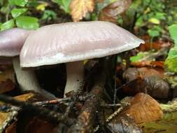 Image of Lepista glaucocana (Bres.) Singer 1951