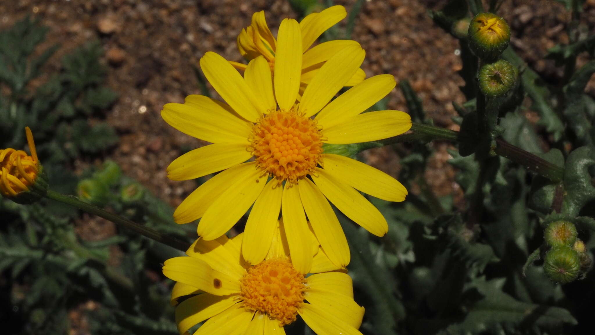 Image of California ragwort