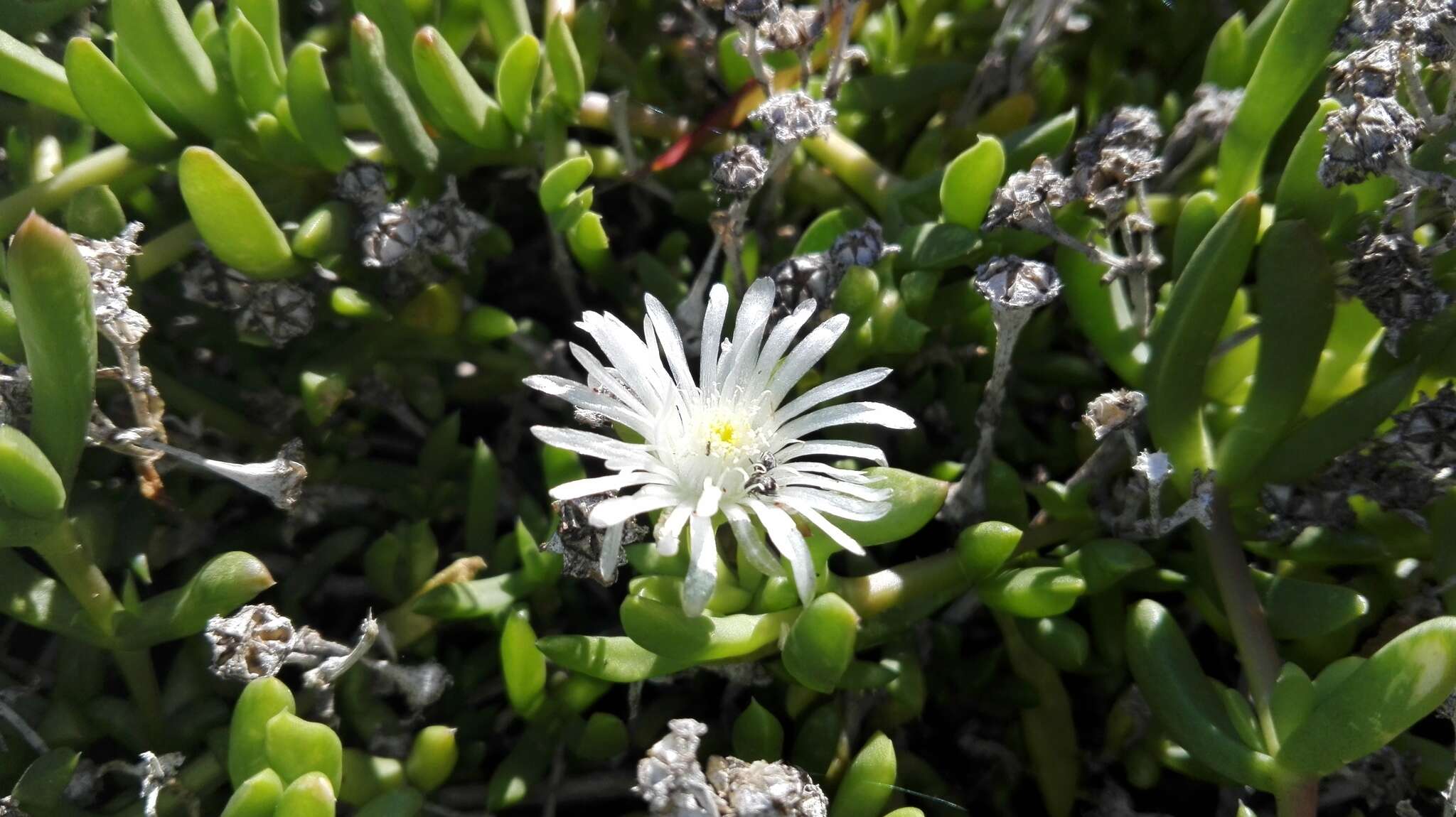 Imagem de Delosperma uncinatum L. Bol.