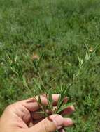 Слика од Centaurea trichocephala Bieb. ex Willd.