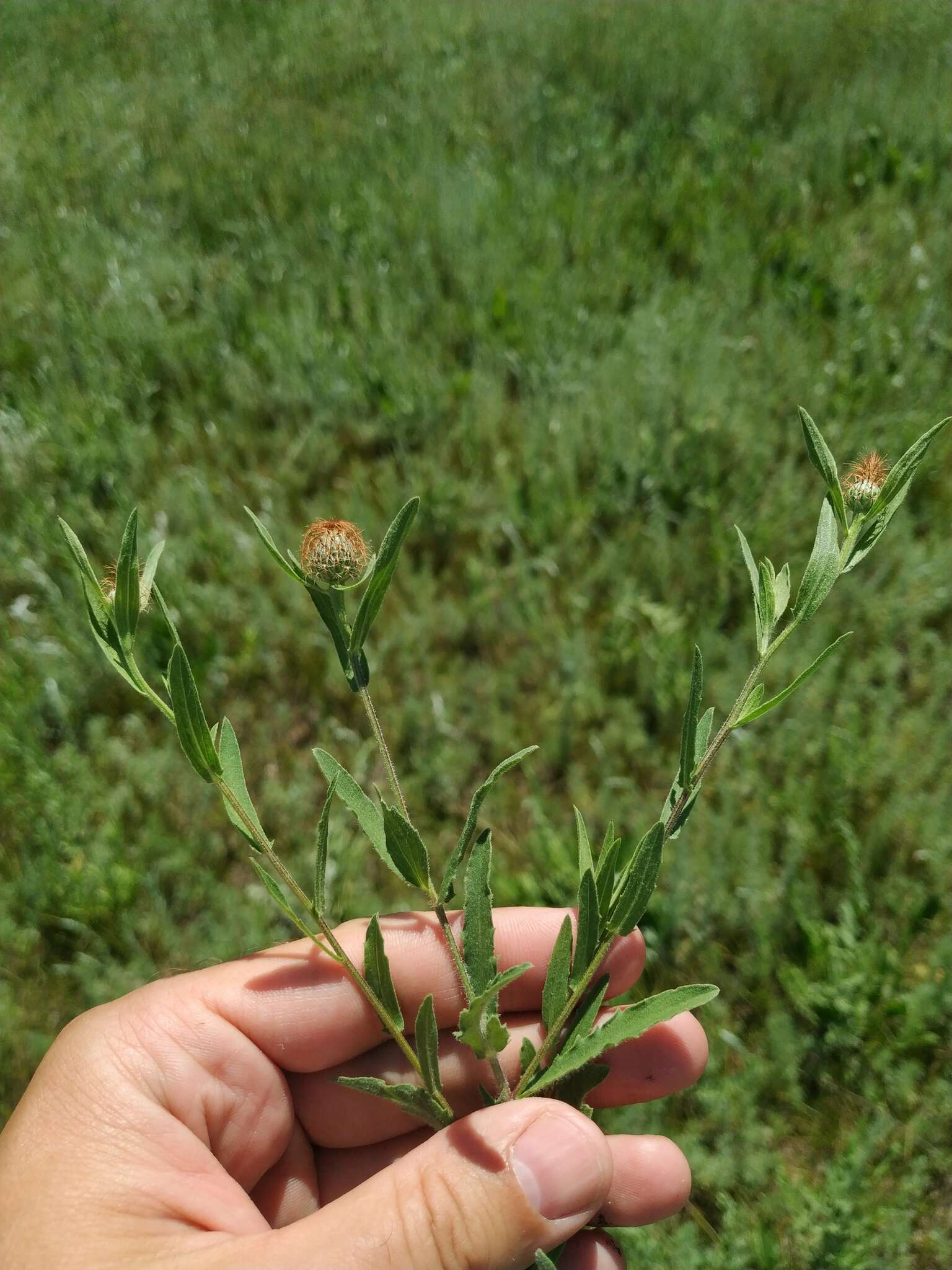 Image of feather-head knapweed