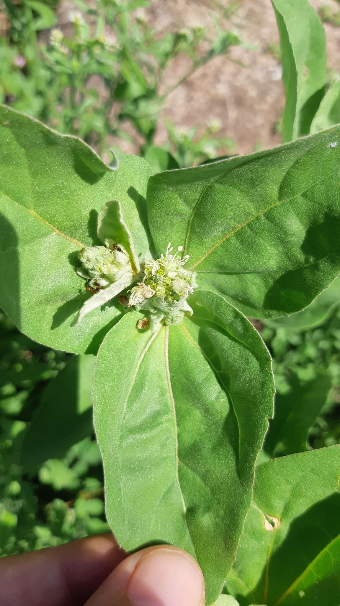 Image de Croton argenteus L.