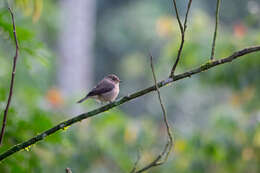 Image of African Dusky Flycatcher