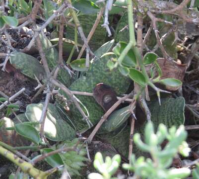 Image of Gasteria disticha (L.) Haw.