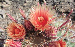 صورة Ferocactus peninsulae (F. A. C. Weber) Britton & Rose