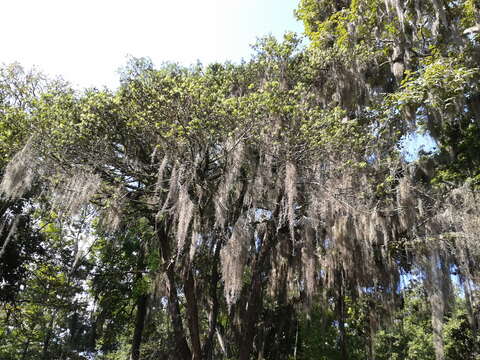 Sivun Tillandsia usneoides (L.) L. kuva