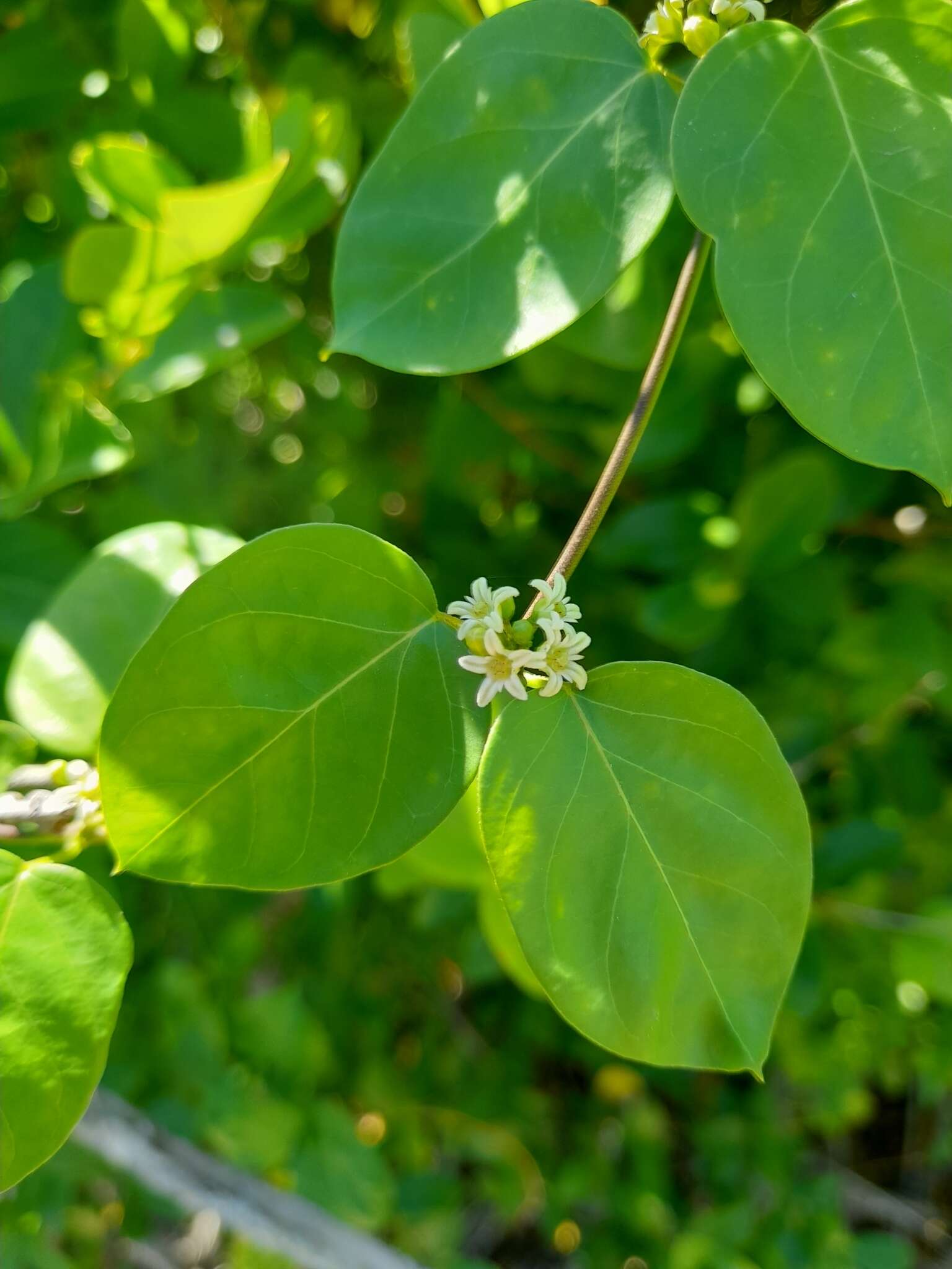 Image de Metastelma parviflorum (Sw.) R. Br. ex Schult.