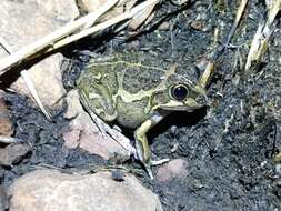 Image of Long-footed Frog