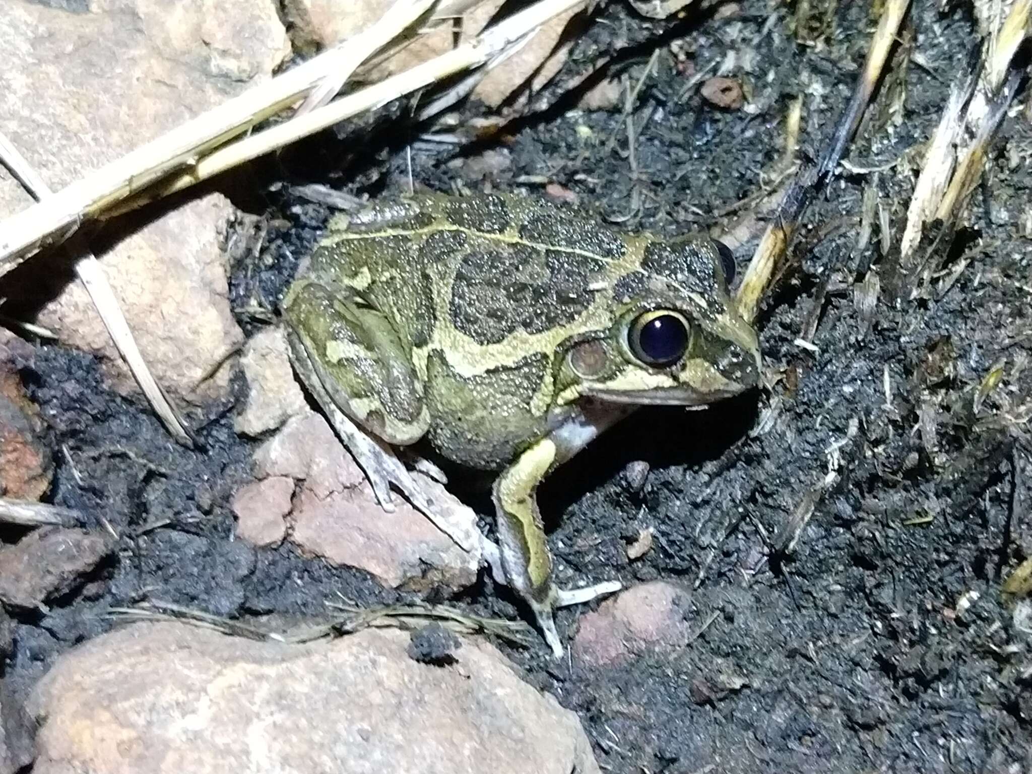 Image of Long-footed Frog