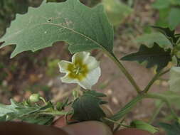 Plancia ëd Physalis acutifolia (Miers) Sandwith