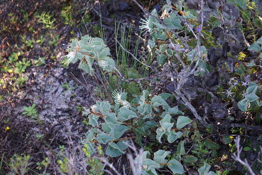 Image of Hakea conchifolia Hook.