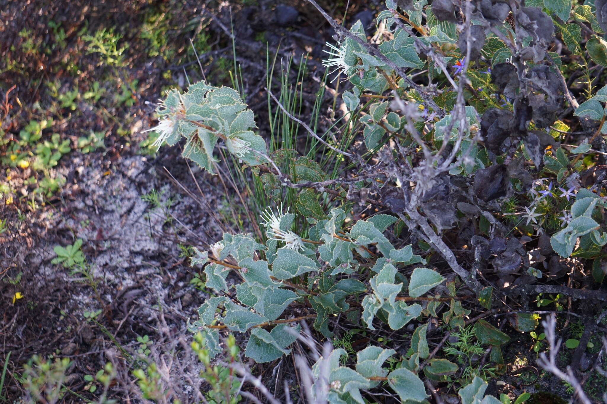 Image of Hakea conchifolia Hook.